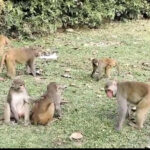 Messenger_creation_0BDA7348-7E6C-4E6E-99B9-7C22B6EC6877